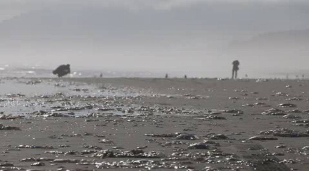 Playa afectada por la contaminación del marisco chileno
