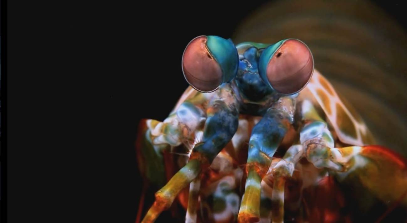La gamba mantis tiene un sistema de visión único en el reino animal
