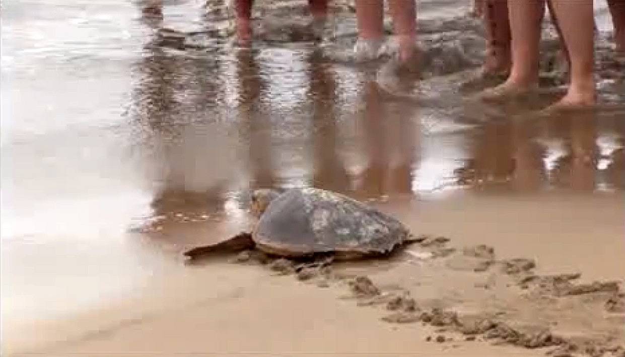 La tortuga "Madonna" ya está de nuevo en el agua