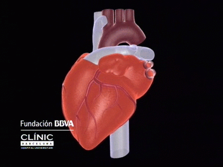 Las enfermedades cardiovasculares son la primera causa de muerte en el mundo occidental
