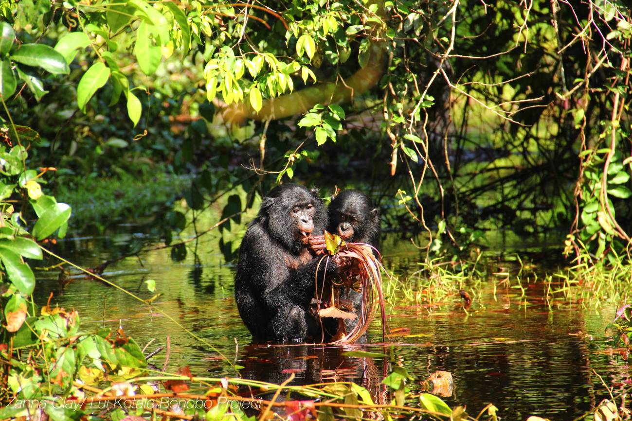 Los bonobos emiten sonidos parecidos a los de los bebés humanos