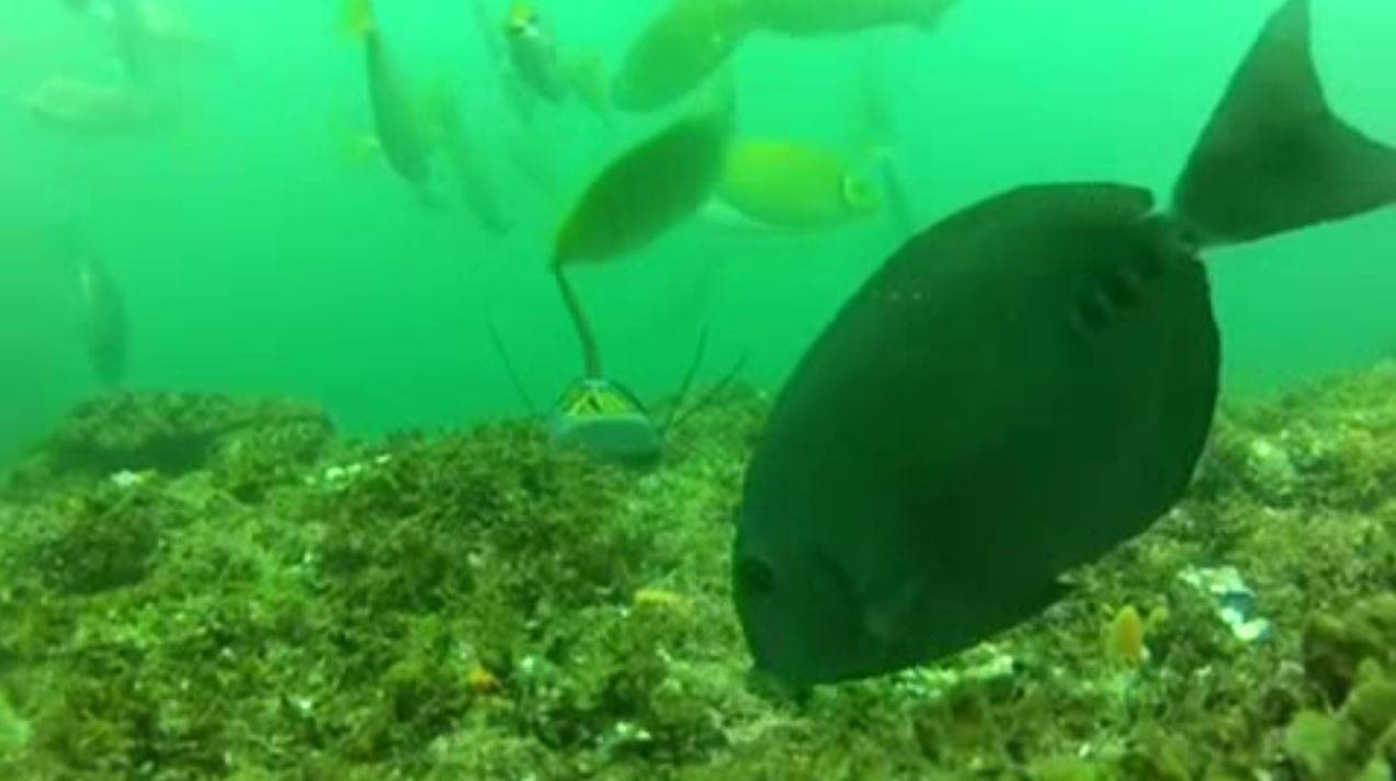 Los bosques de algas peligran por el calentamiento de las aguas