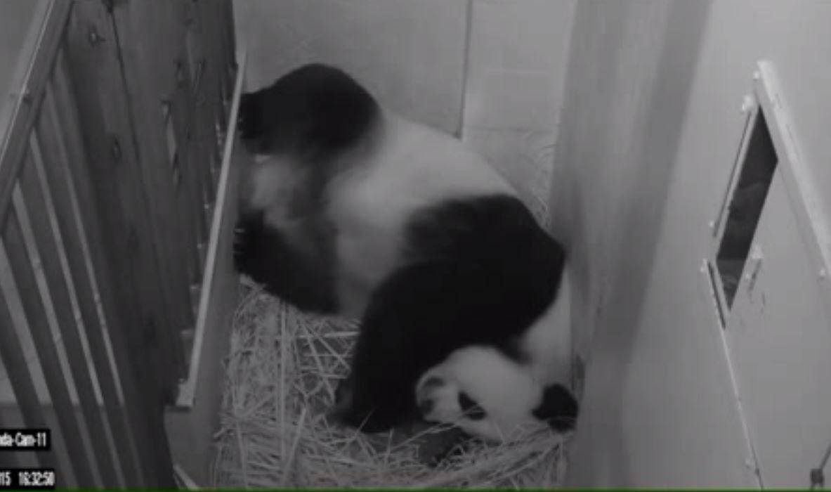 Mei Xiang, la osa panda gigante del zoo Washington, tiene dos crías