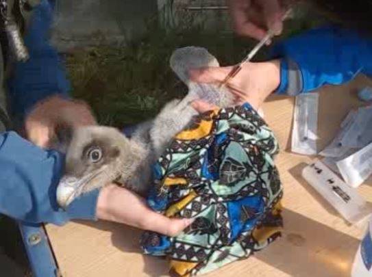 Nace el primer quebrantahuesos en cautividad en Cataluña