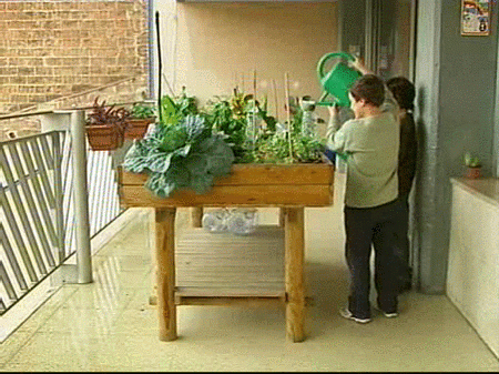 Niños de primaria aprenden a cultivar un huerto urbano