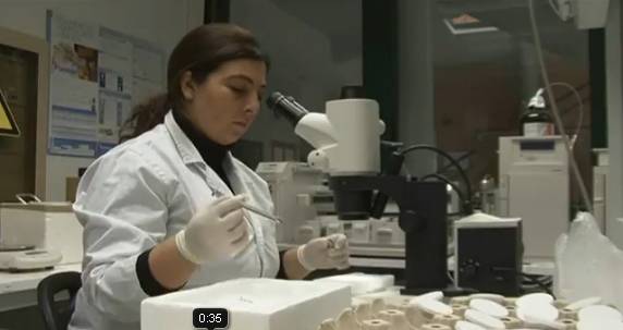 Una investigación utiliza orugas obreras para buscar un tratamiento contra el cáncer