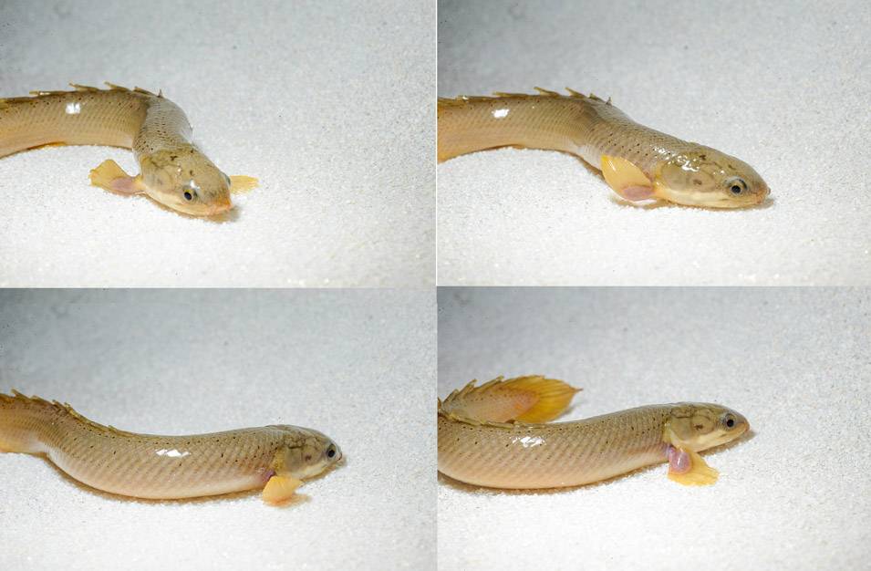 Peces que ‘caminan’ revelan cómo evolucionaron en la tierra los primeros tetrápodos