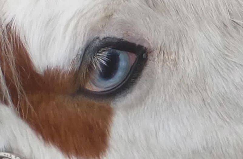 ¿Por qué las especies animales tienen ojos diferentes?