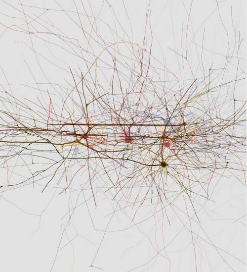 Primer intento de ingeniería inversa del cerebro 
