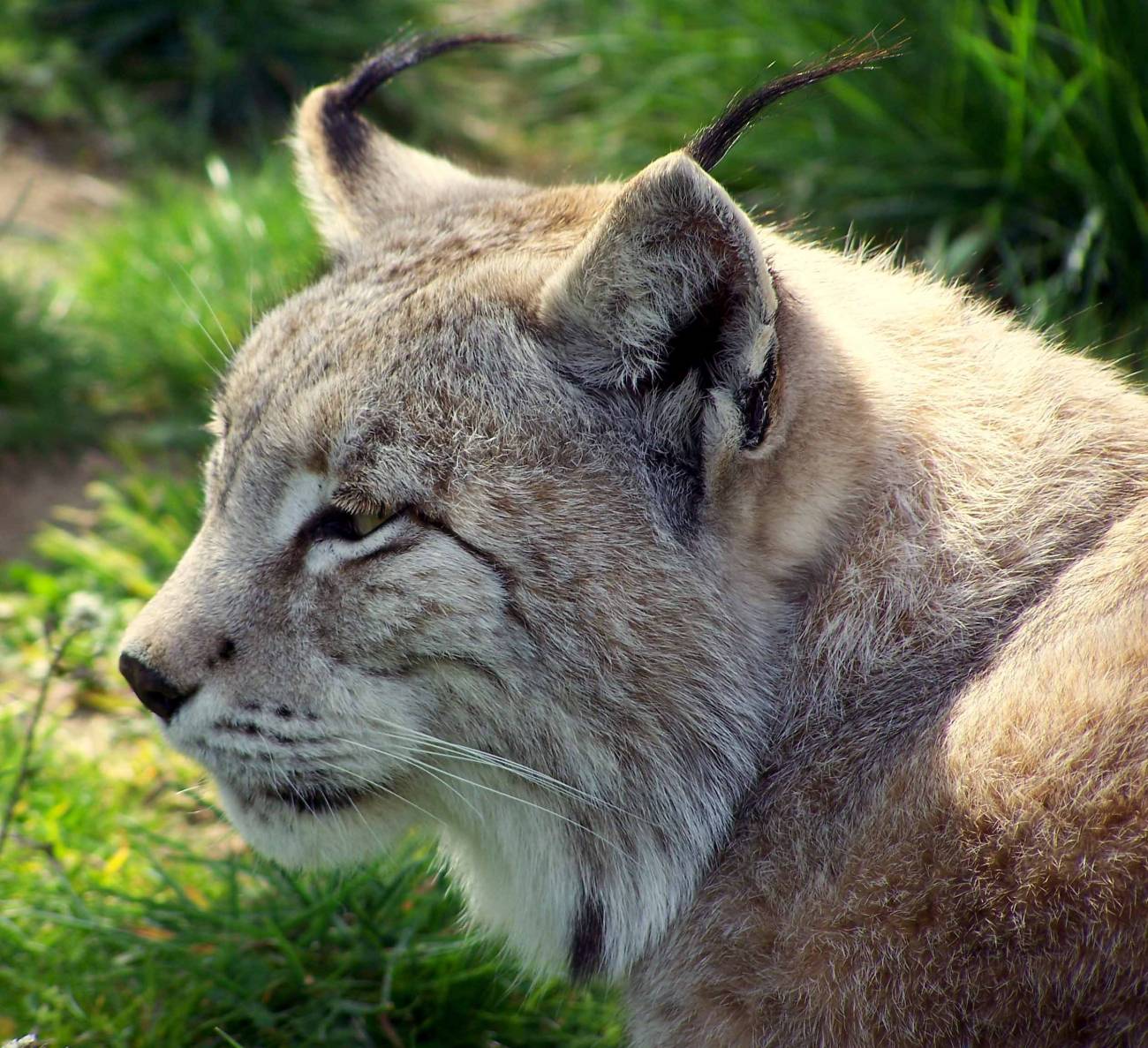 Proponen recuperar tierras agrícolas abandonadas para introducir el lince ibérico