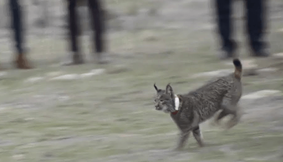 Sueltan al primer ejemplar de lince ibérico 