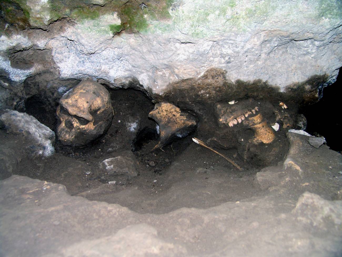 Un cráneo de hace 1,8 millones de años hace replantearse la diversidad de las especies humanas