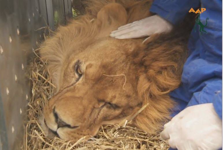 Una segunda vida para los felinos de circo