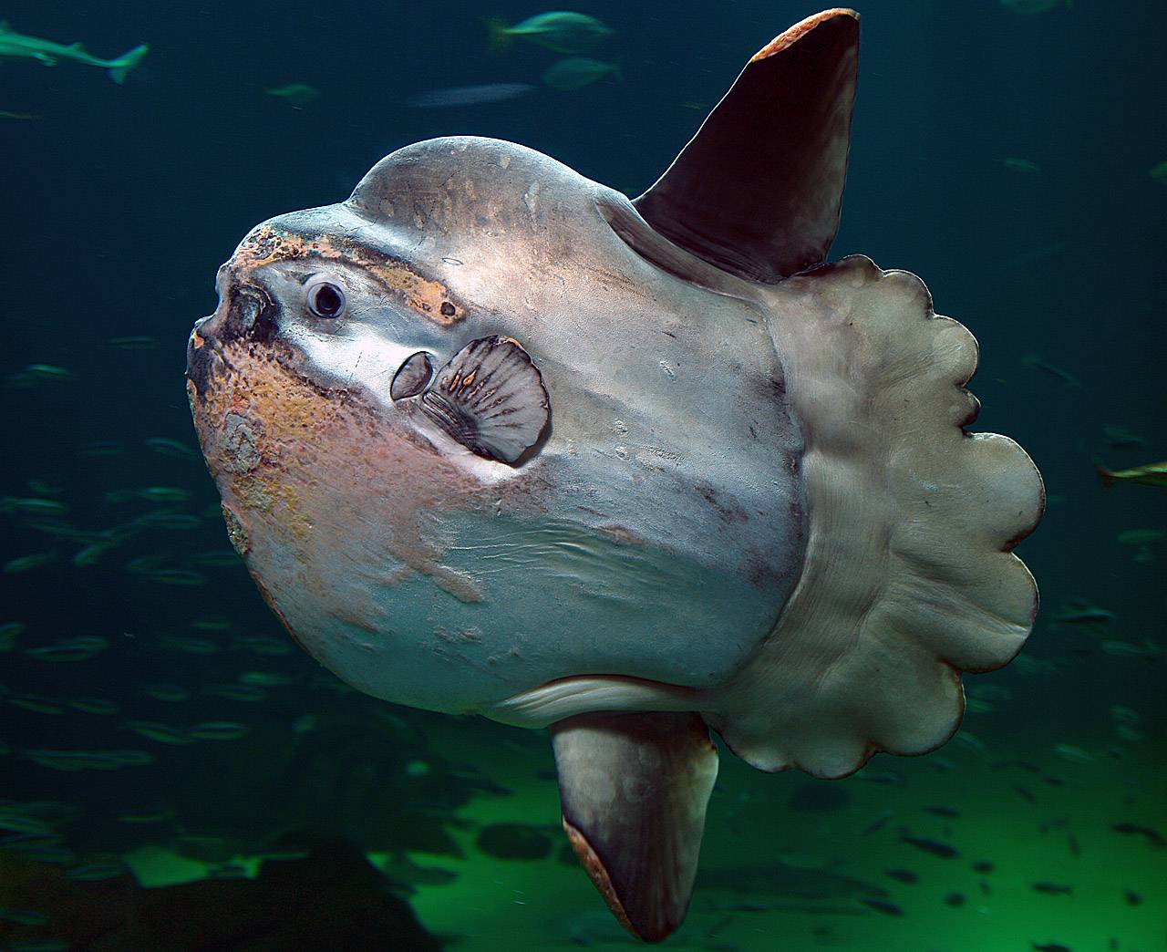 Así consiguieron los antepasados de los peces marinos actuales conquistar los océanos