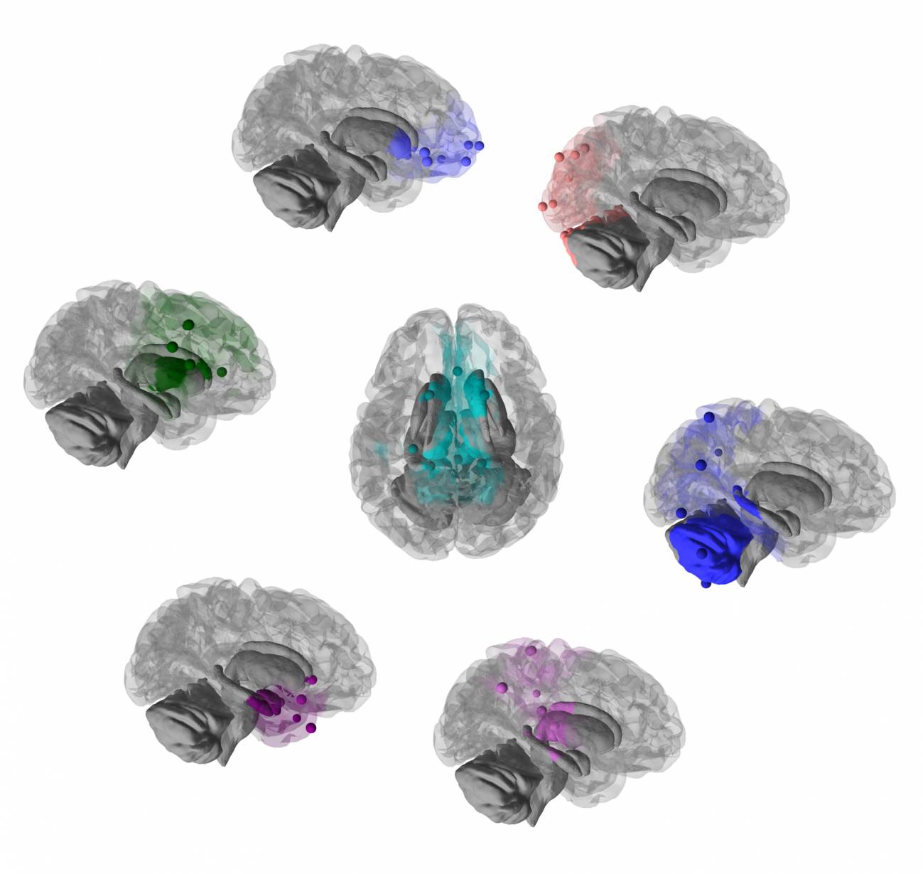Chimpancés y humanos comparten cerebros con una capacidad de adaptación extraordinaria