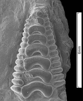 Científicos españoles descubren una nueva especie de pez de hace 130 millones de años en Cantabria