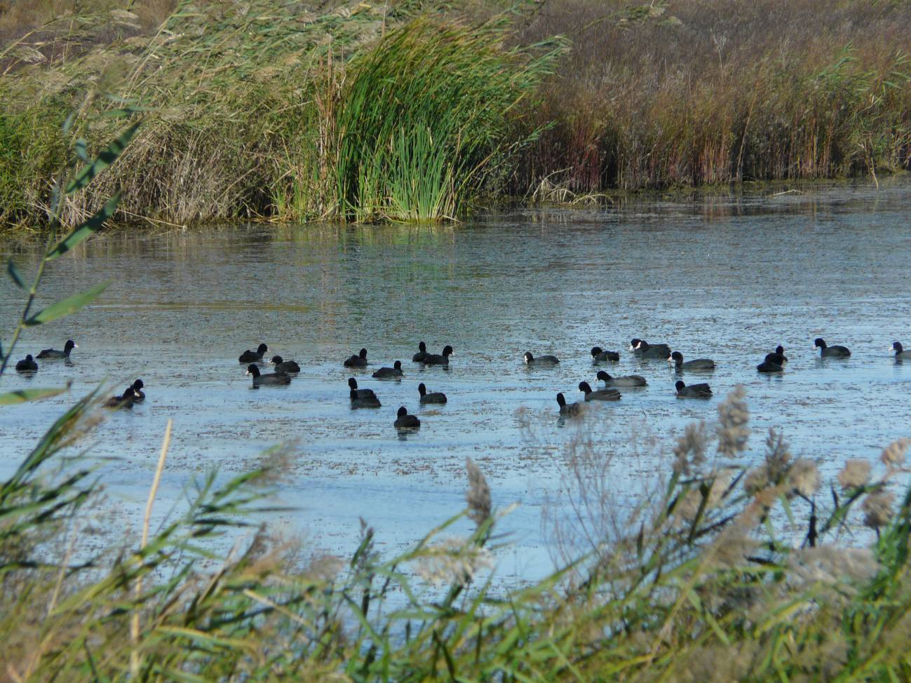 Cómo evitar que una zona restaurada sea un ‘banquete’ para la fauna
