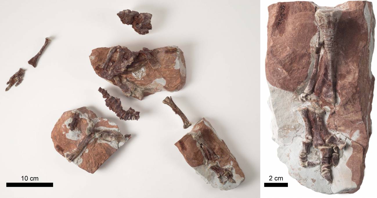 Descubierta una nueva especie de dinosaurio ‘Iguanodon’ en Teruel