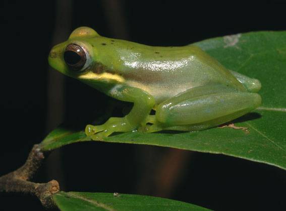 Descubren más de mil nuevas especies en la última década en el Gran Mekong
