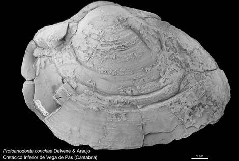 Descubren una nueva “ninfa de río” de hace 130 millones de años
