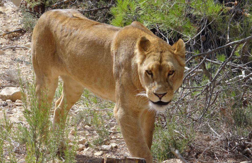 Dos leones víctimas del circo y la guerra se reencuentran en Sudáfrica