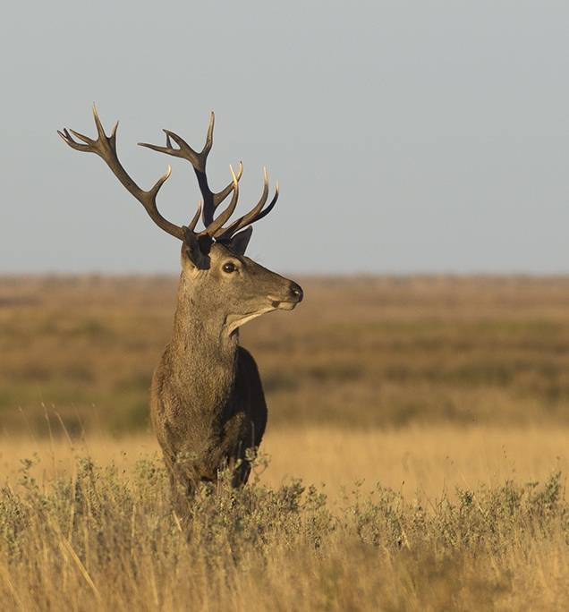 Dos linajes diferentes de ciervos conviven en España desde la última glaciación