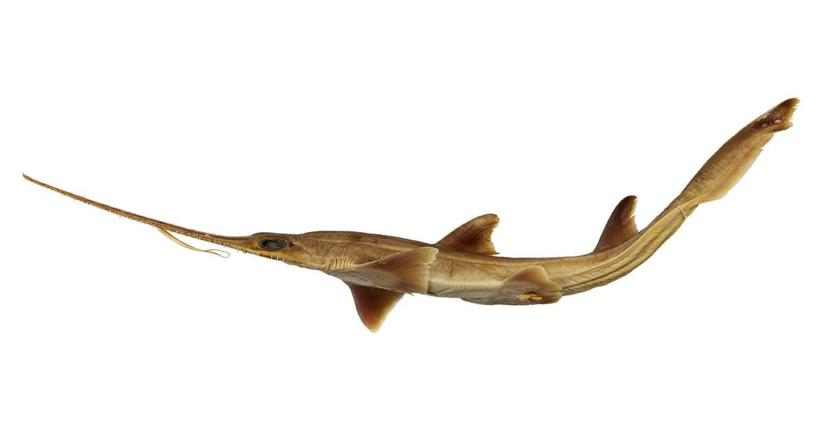 Dos nuevas especies de tiburón sierra de seis branquias aparecen en el océano Índico