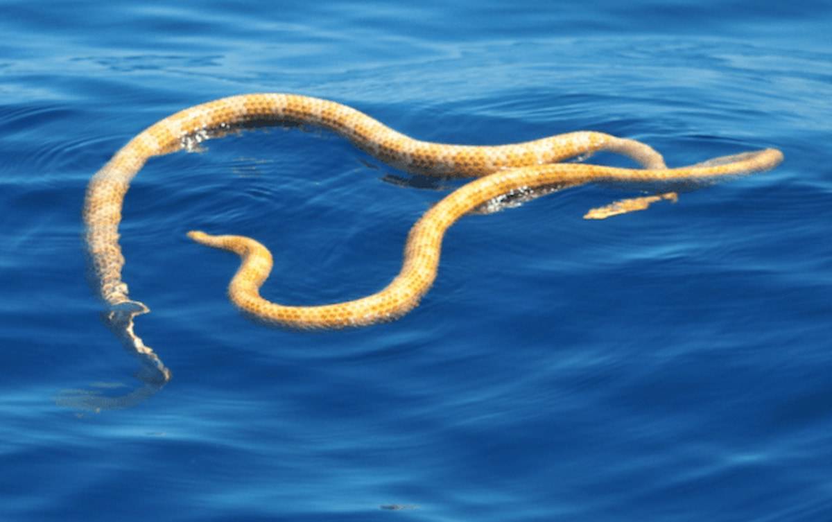 Dos ejemplares de Aipysurus apraefrontalis fotografiados en el arrecife de Ningaloo, en la costa occidental australiana. / Grant Griffin