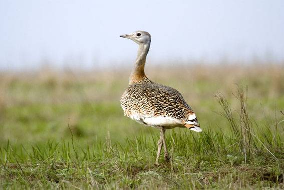 El 50% de los espacios españoles de la red Natura 2000 no está del todo protegido