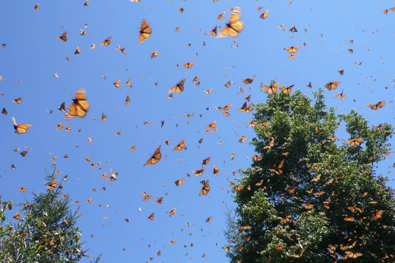 El 8% del patrimonio mundial natural está en peligro crítico