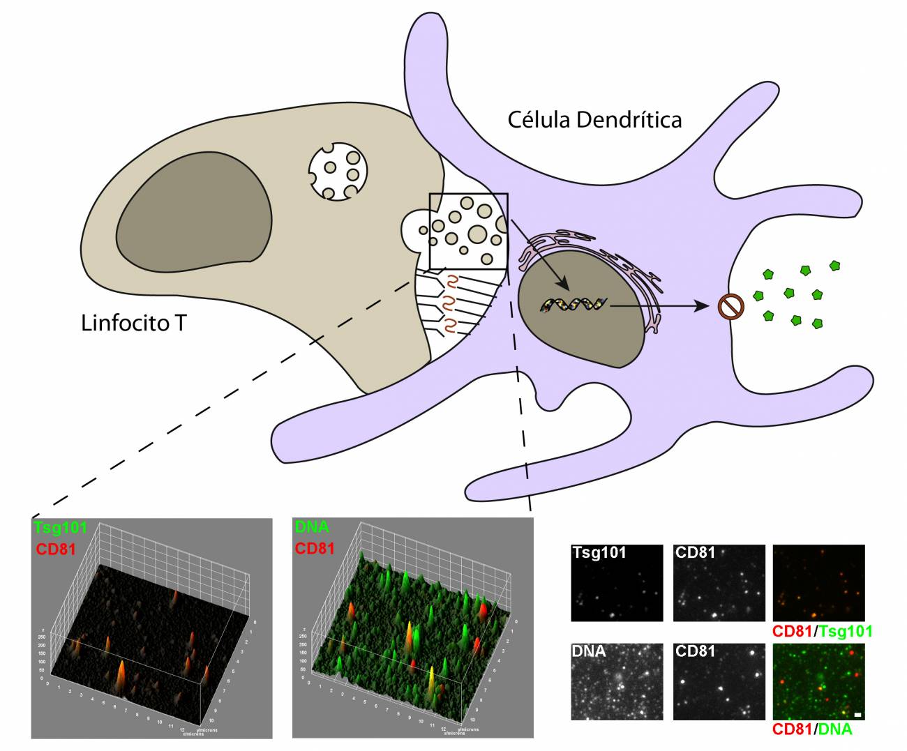 El ADN mitocondrial inicia la respuesta temprana del sistema inmunitario