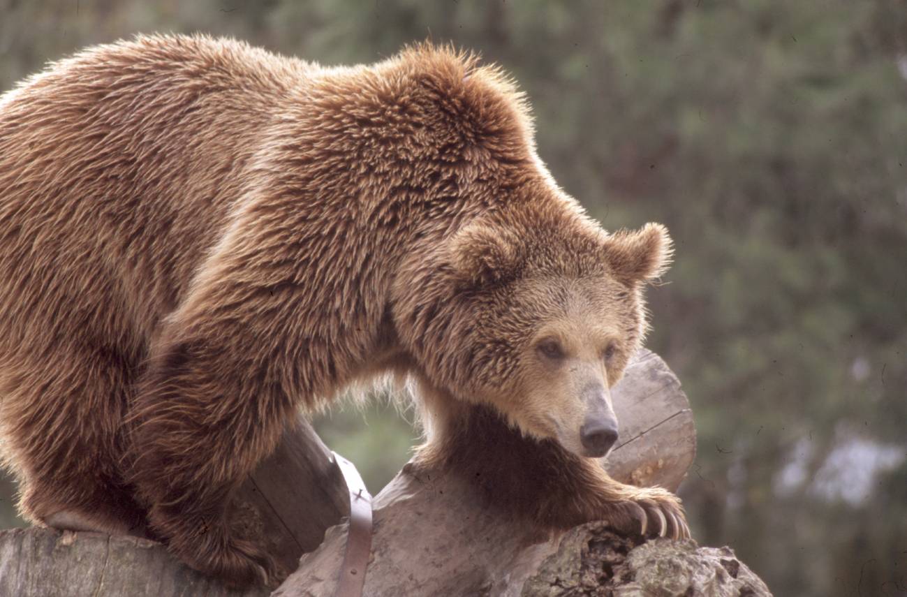 El aislamiento genético de los osos pardos cantábricos pone en peligro su conservación