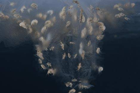 El Ártico y la Antártida comparten 235 especies marinas idénticas