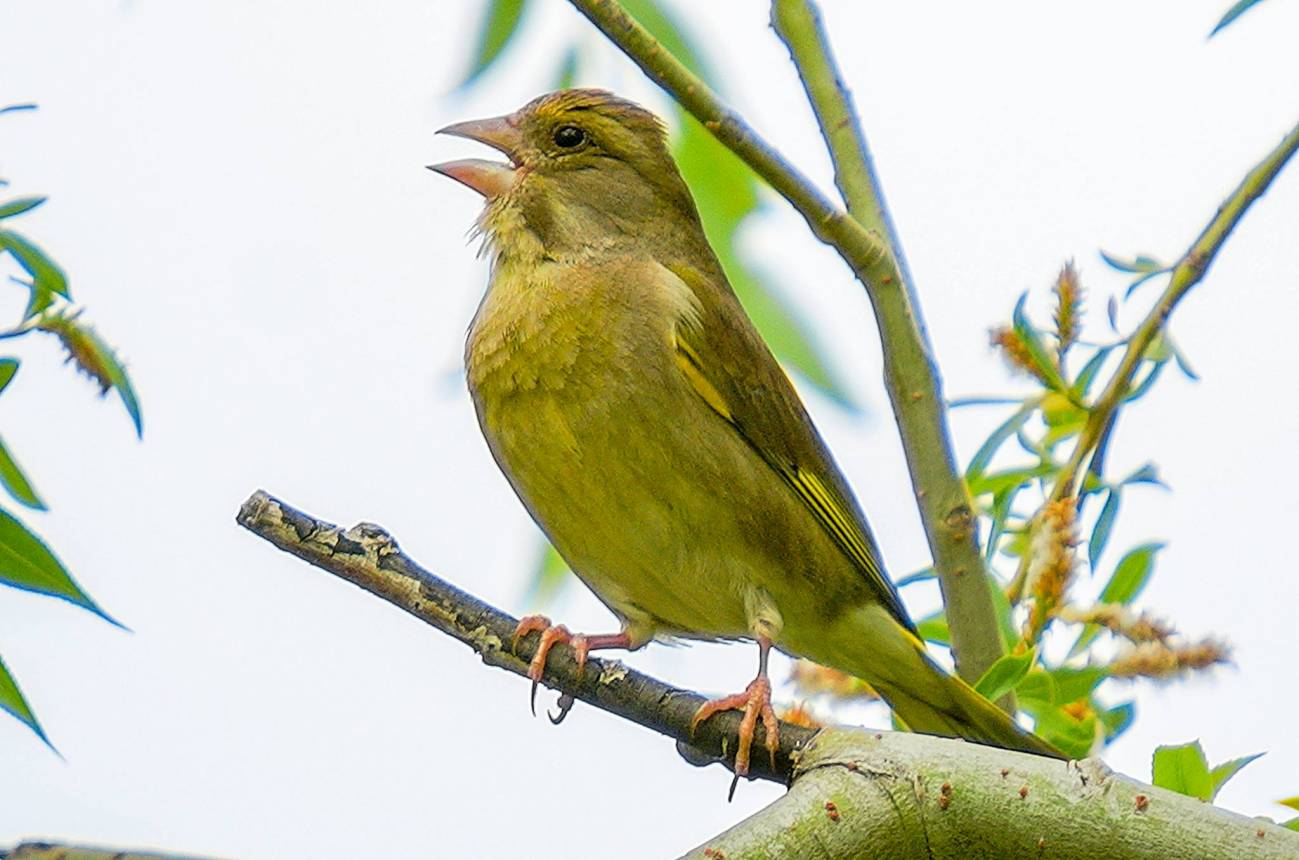 El comportamiento de las aves urbanas del sur de Europa es más diverso 
