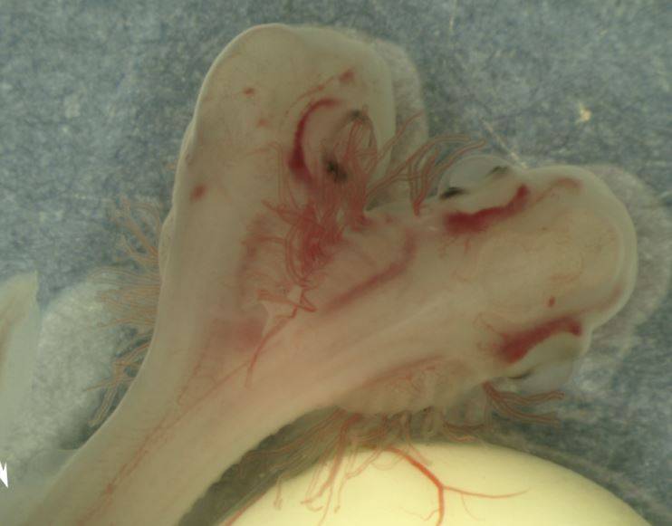 El embrión de un tiburón bicéfalo aparece en un laboratorio de Málaga