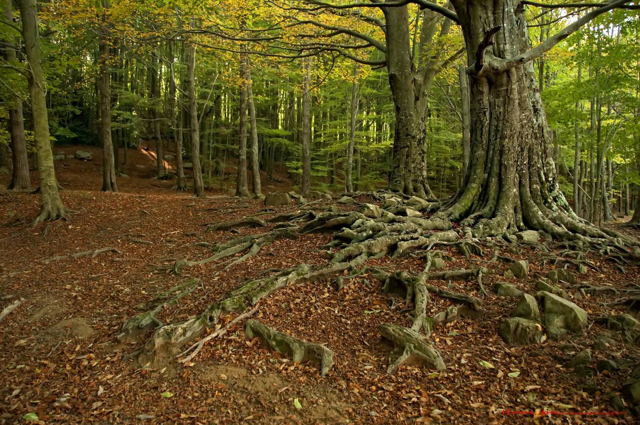 El ritmo de captura de CO2 de los bosques catalanes disminuye un 17 % en 25 años  