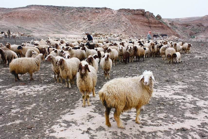 En busca de la superoveja