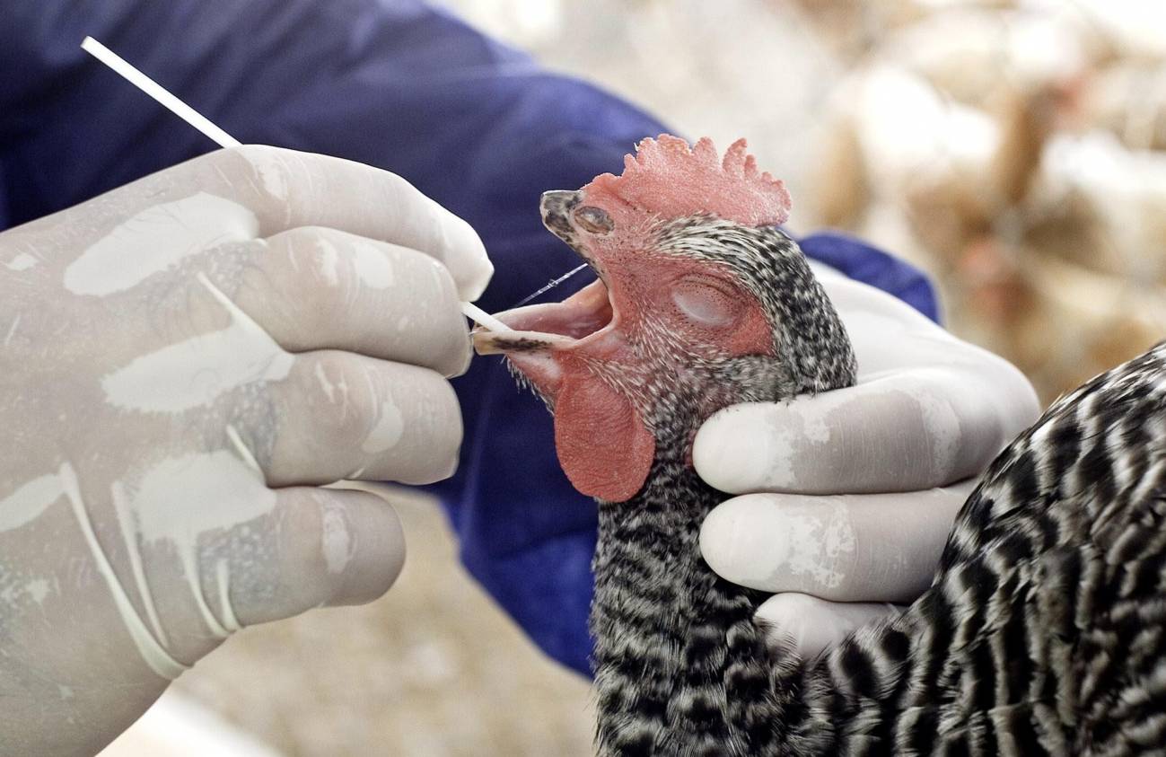aves de corral, gripe aviar