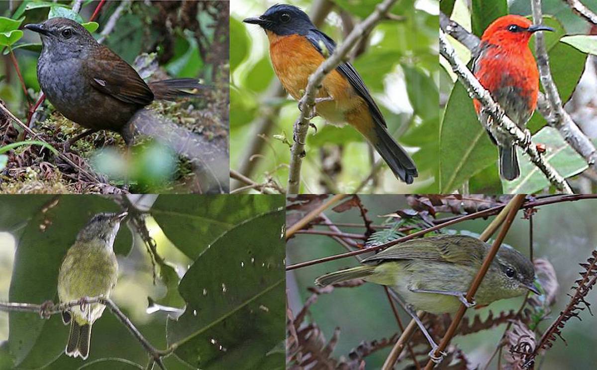 Algunas de las especies y subespecies de aves descubiertas en varias islas de Indonesia. /Birdtour Asia |Philippe Verbelen, James Eaton