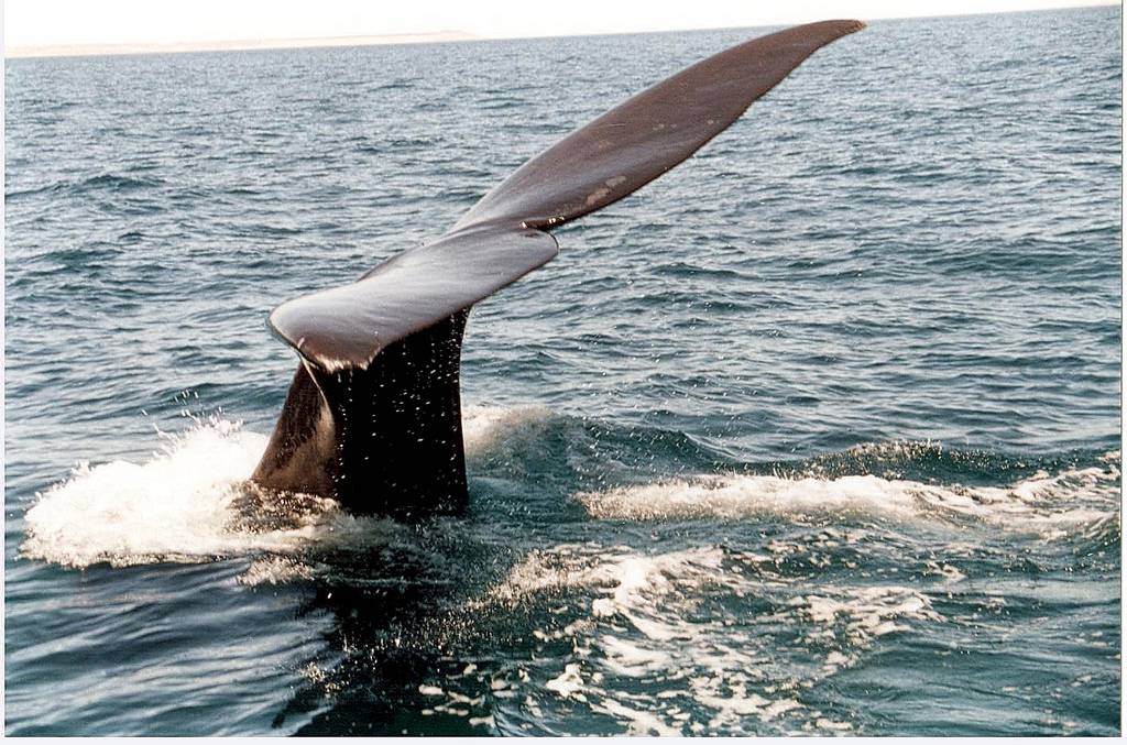 La Fundación BBVA premia la recuperación de humedales en España y la conservación de ballenas en Latinoamérica 