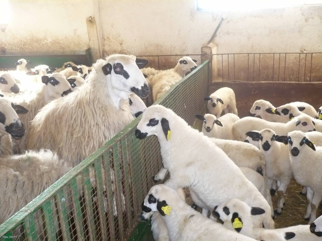 La leche de oveja contiene más ácido beneficioso en primavera