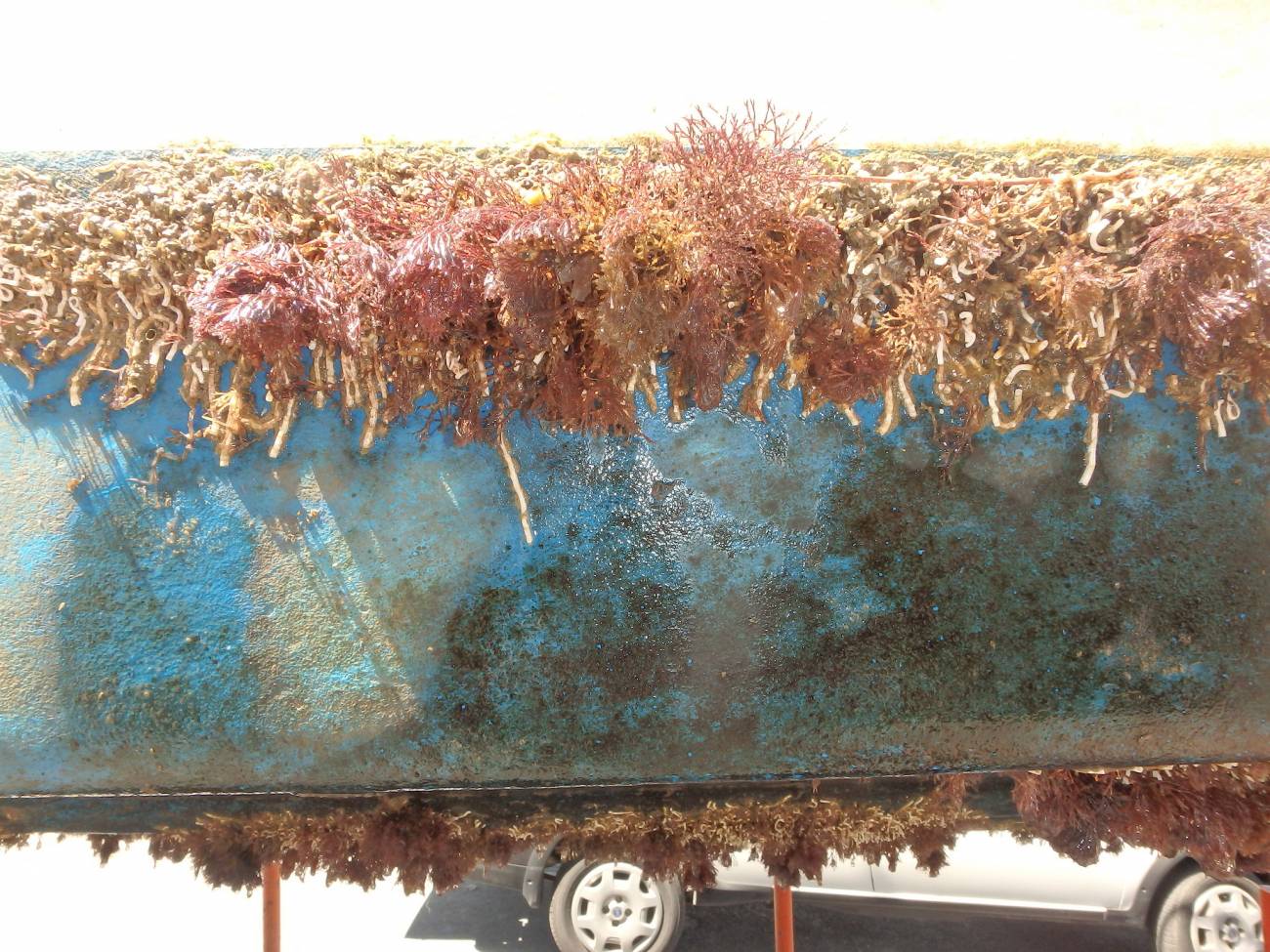 La navegación de recreo propaga especies invasoras en el Mediterráneo