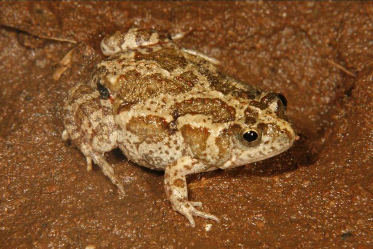 Sapo australiano