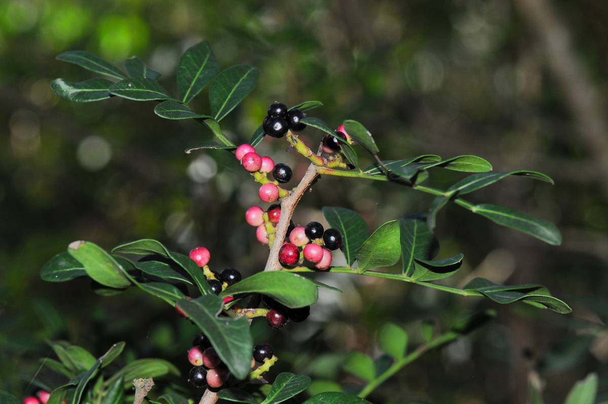 La promiscuidad en las plantas asegura su supervivencia y mejora su evolución