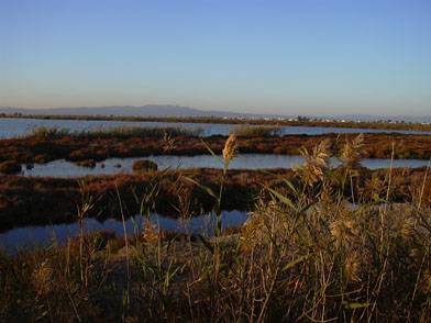 La zona costera del delta del Ebro puede hundirse 50 cm antes del año 2100