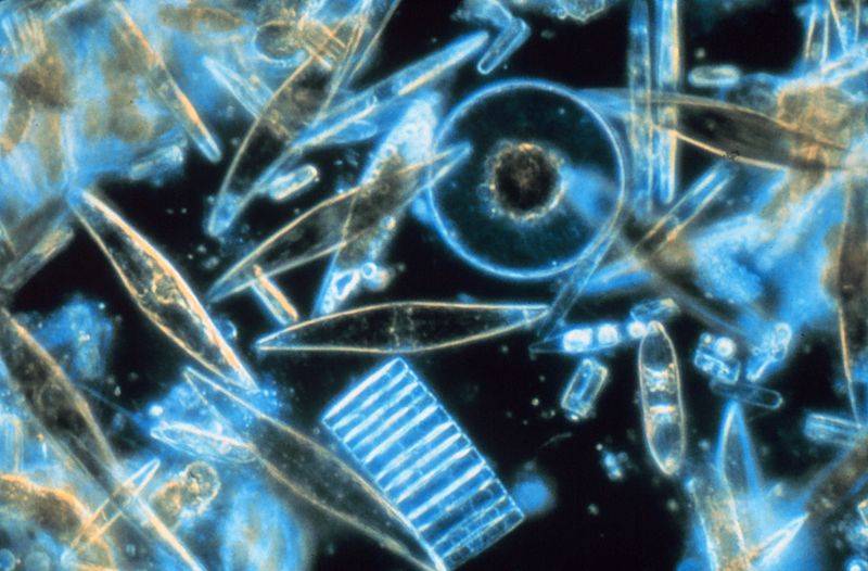 Las biomasas de fitoplancton y zooplancton se reducirán un 6% y un 11% a finales de siglo