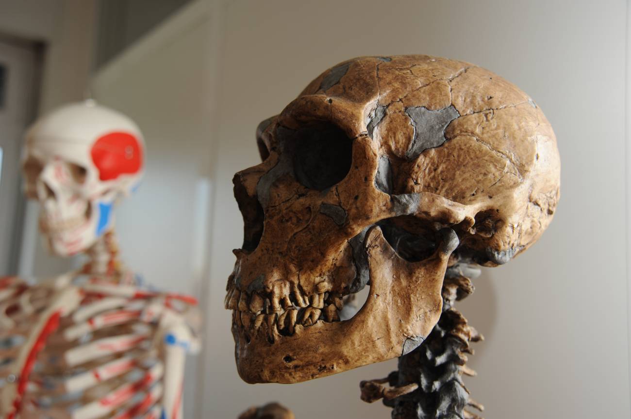 Las hembras neandertales cambiaban de grupo para evitar la endogamia