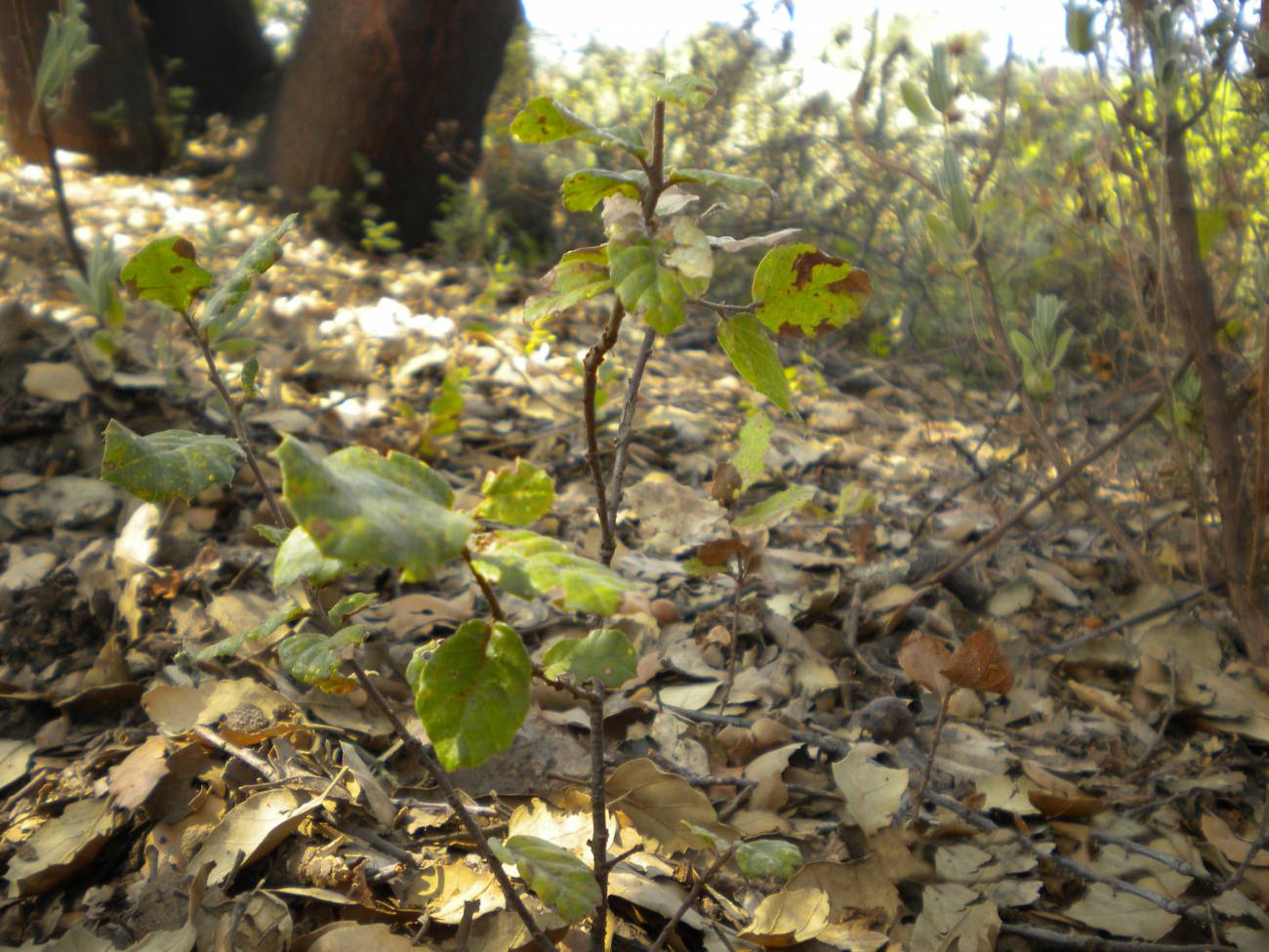 Las plantas se ponen a dieta para combatir la sequía 