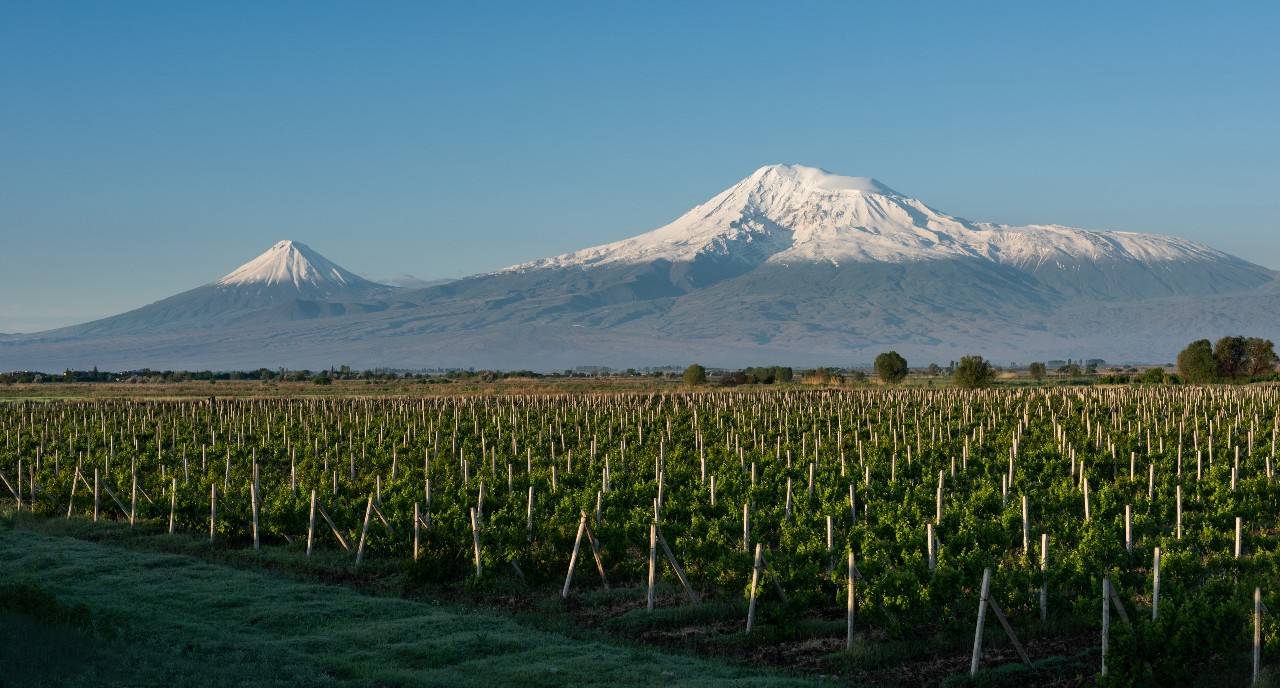 vides en Armenia