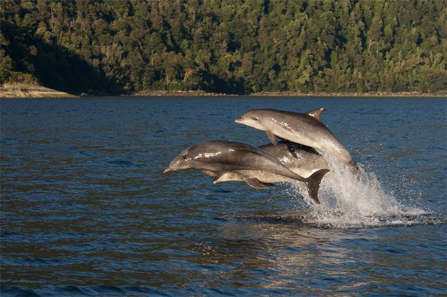Los delfines mulares viajan hasta aguas australes
